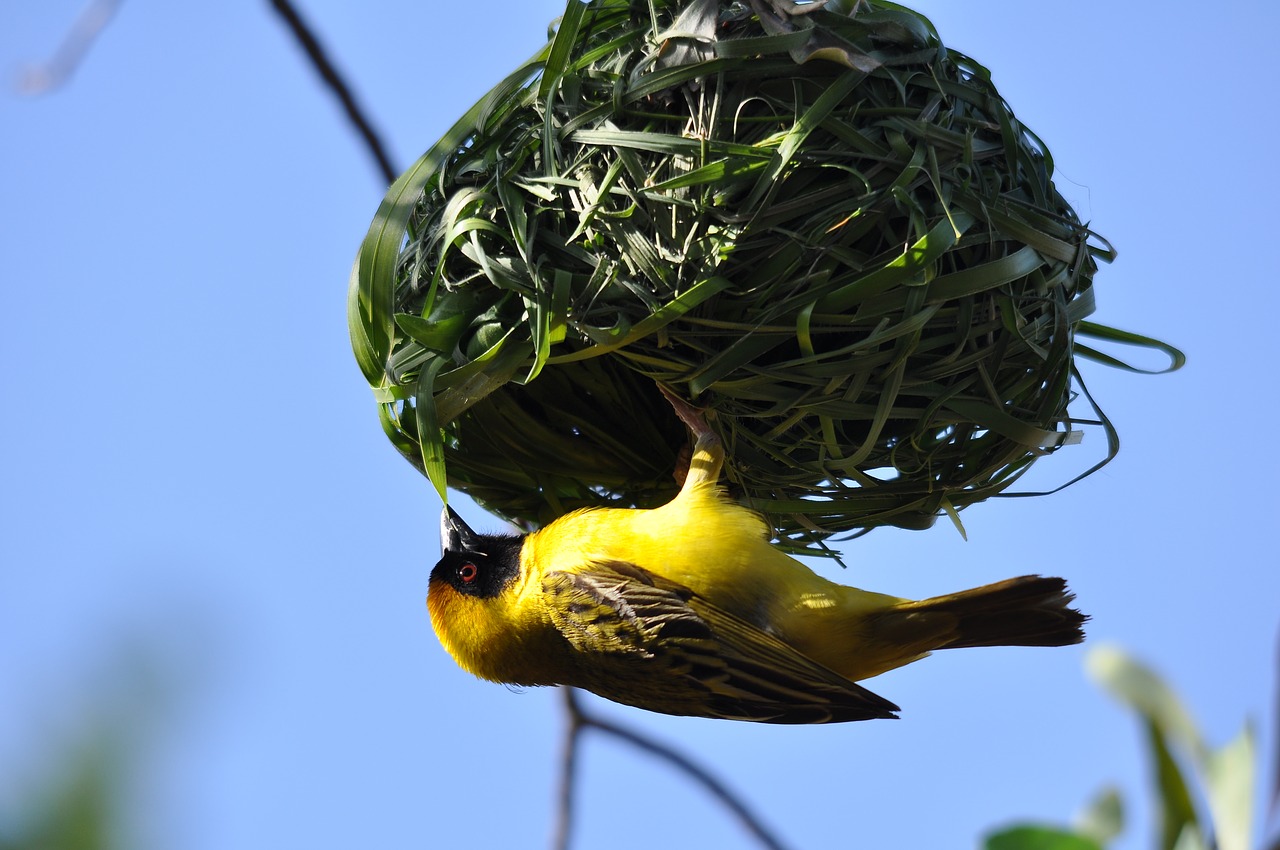 nature  bird  food free photo