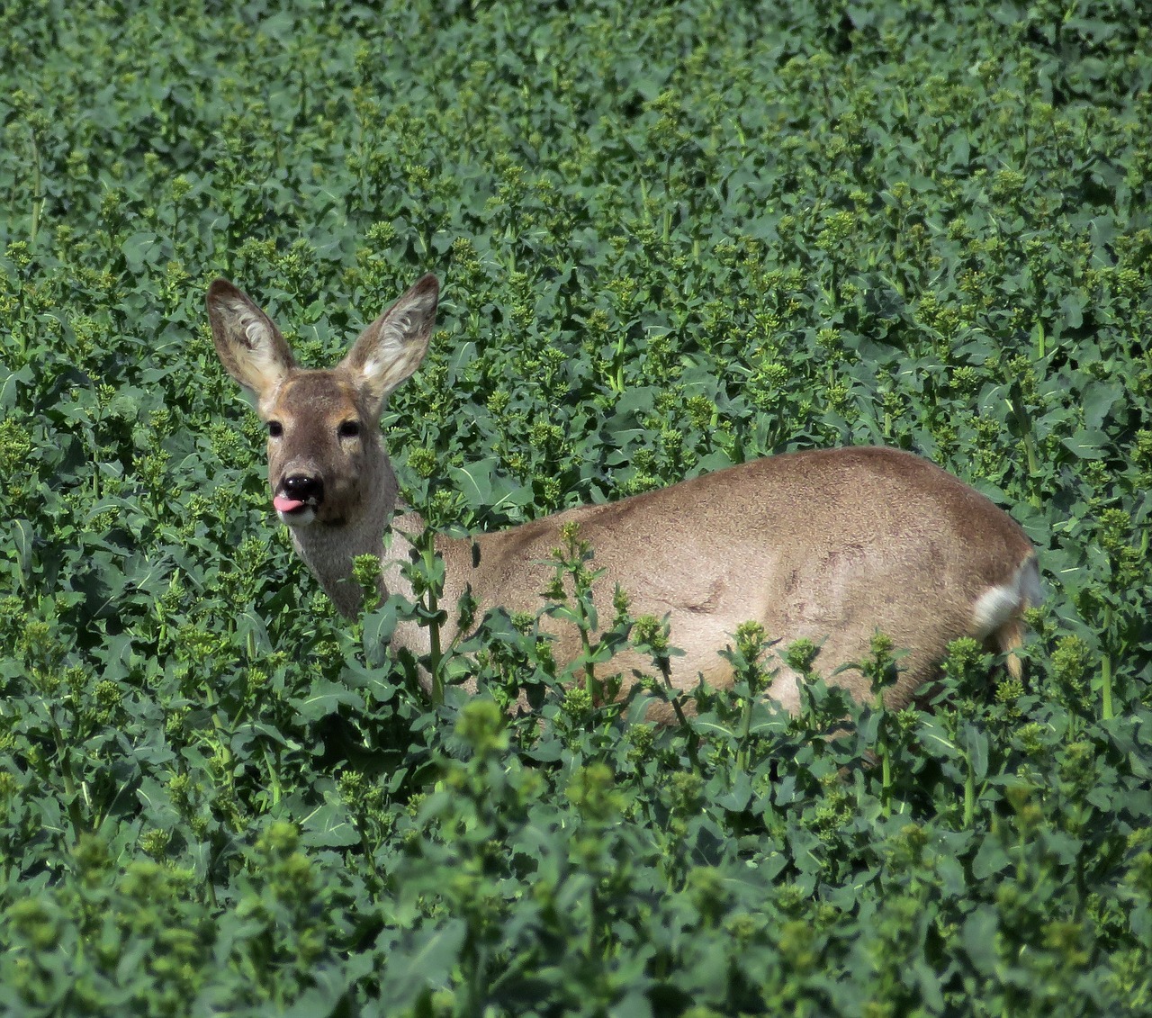 nature  animal in field  spring free photo