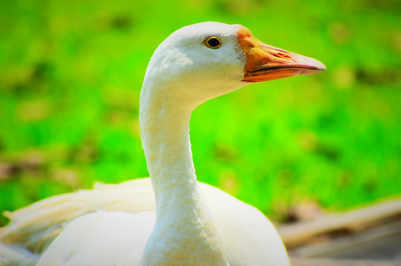 nature  bird  feather free photo