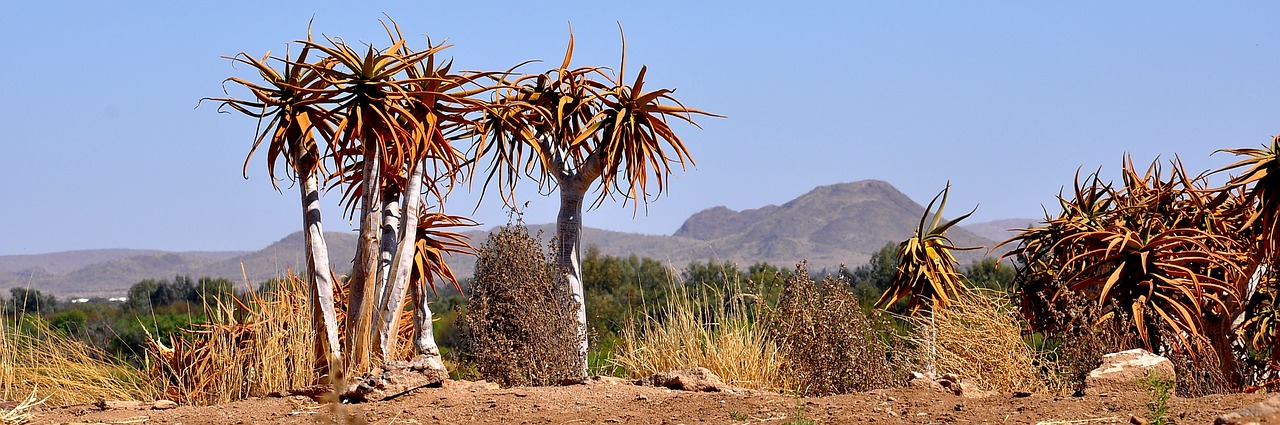 nature  desert  dry free photo