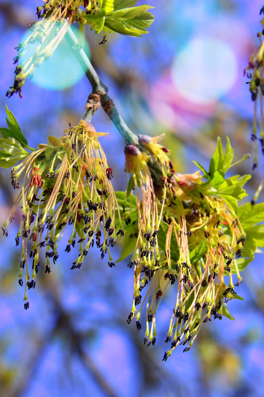 nature  wood  plant free photo