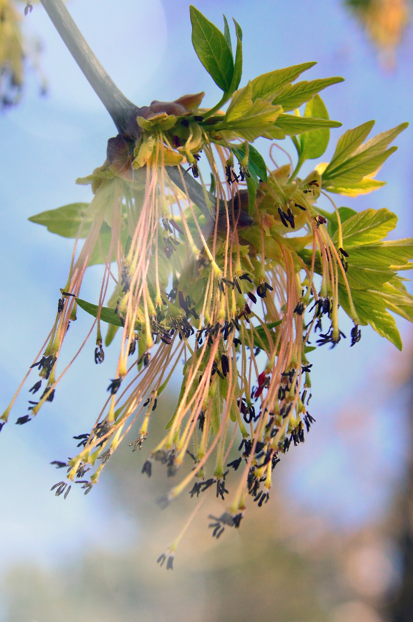 nature  wood  plant free photo