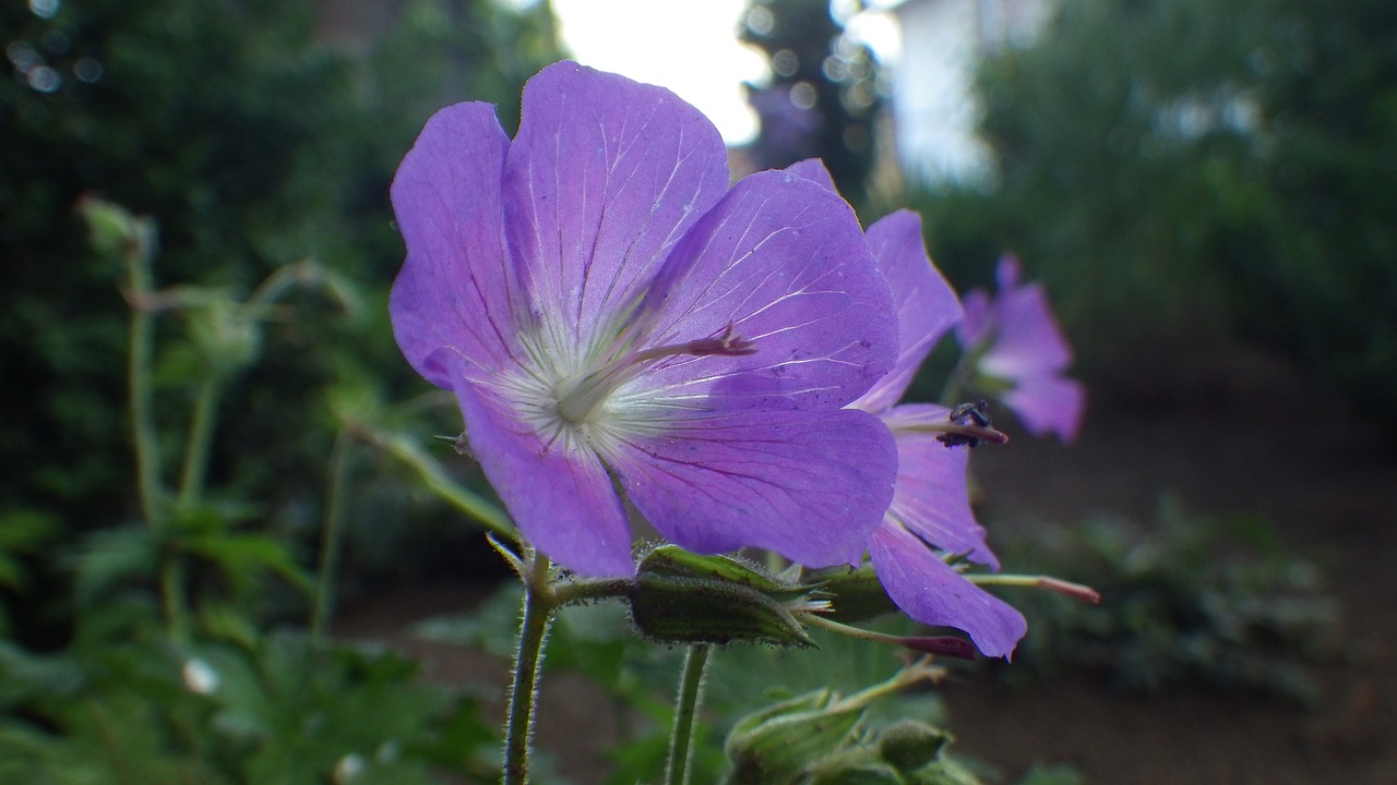 nature  flower  plant free photo