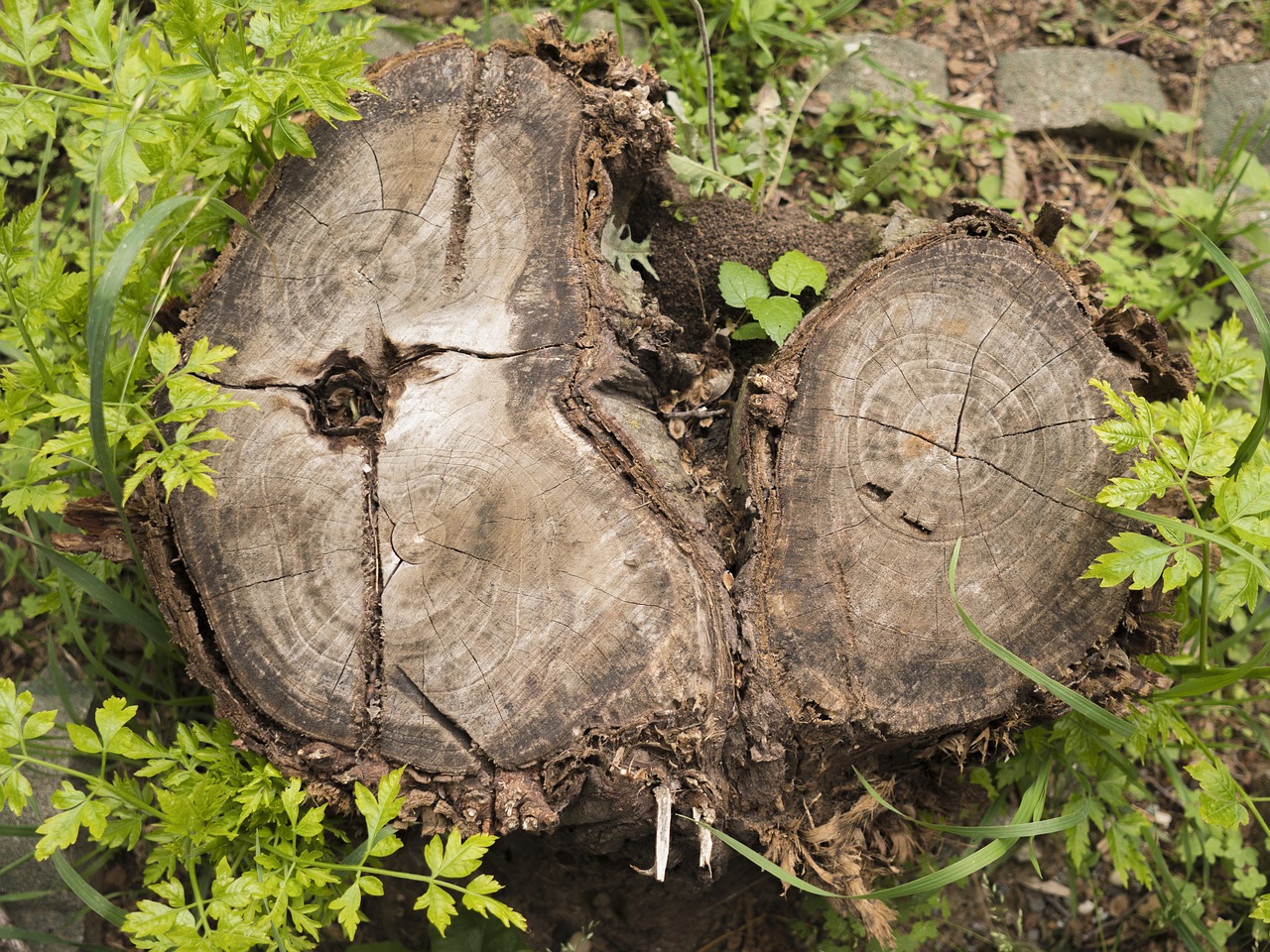 nature  tree  animal free photo