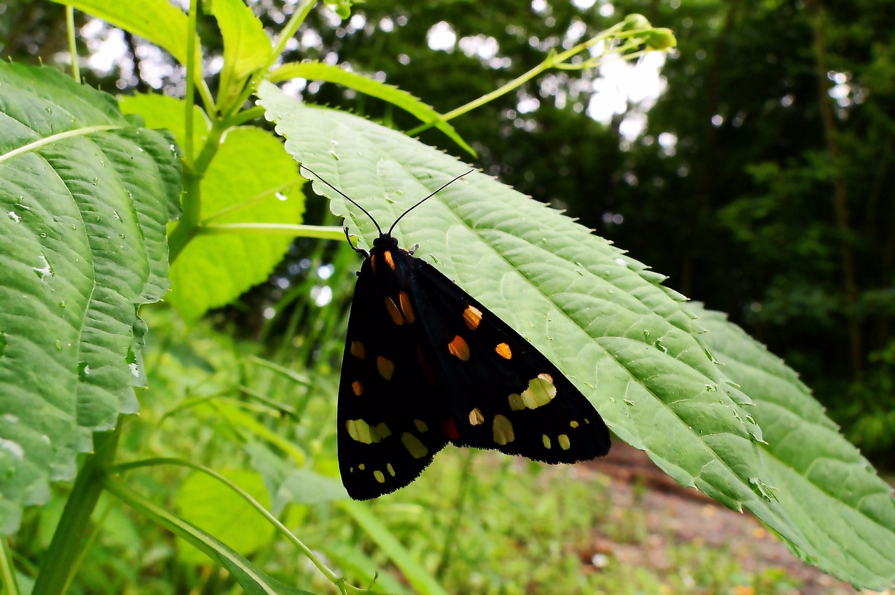 nature  butterfly day  insect free photo