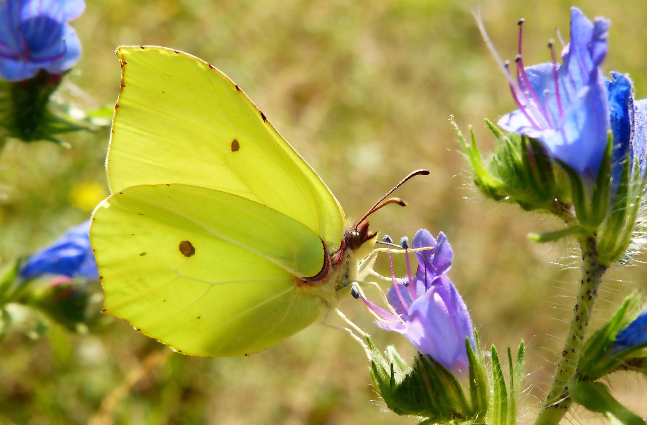 nature  flower  plant free photo