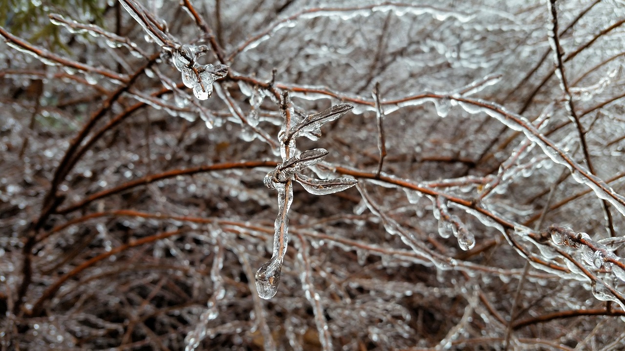 nature  frost  winter free photo