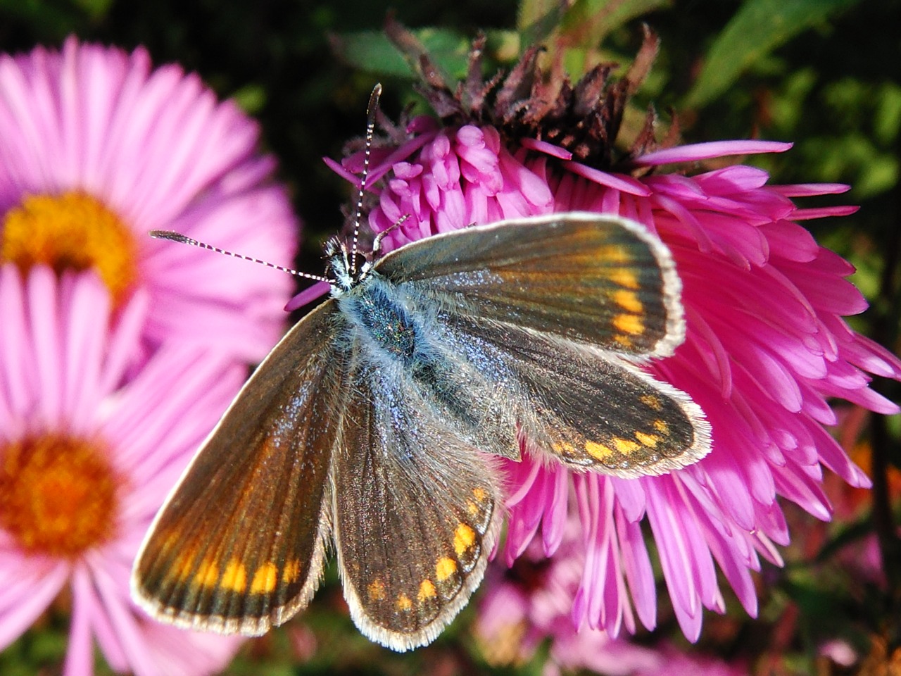 nature  flower  butterfly day free photo