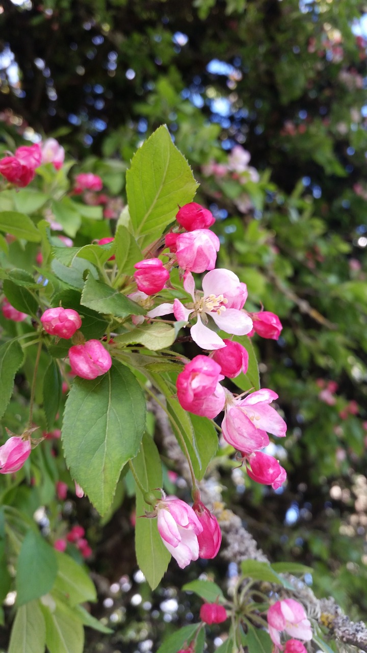 nature  leaf  flora free photo