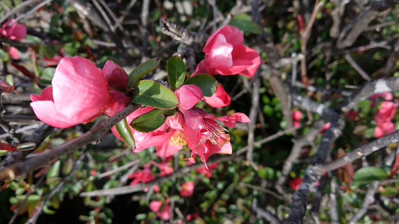 nature  flower  plant free photo