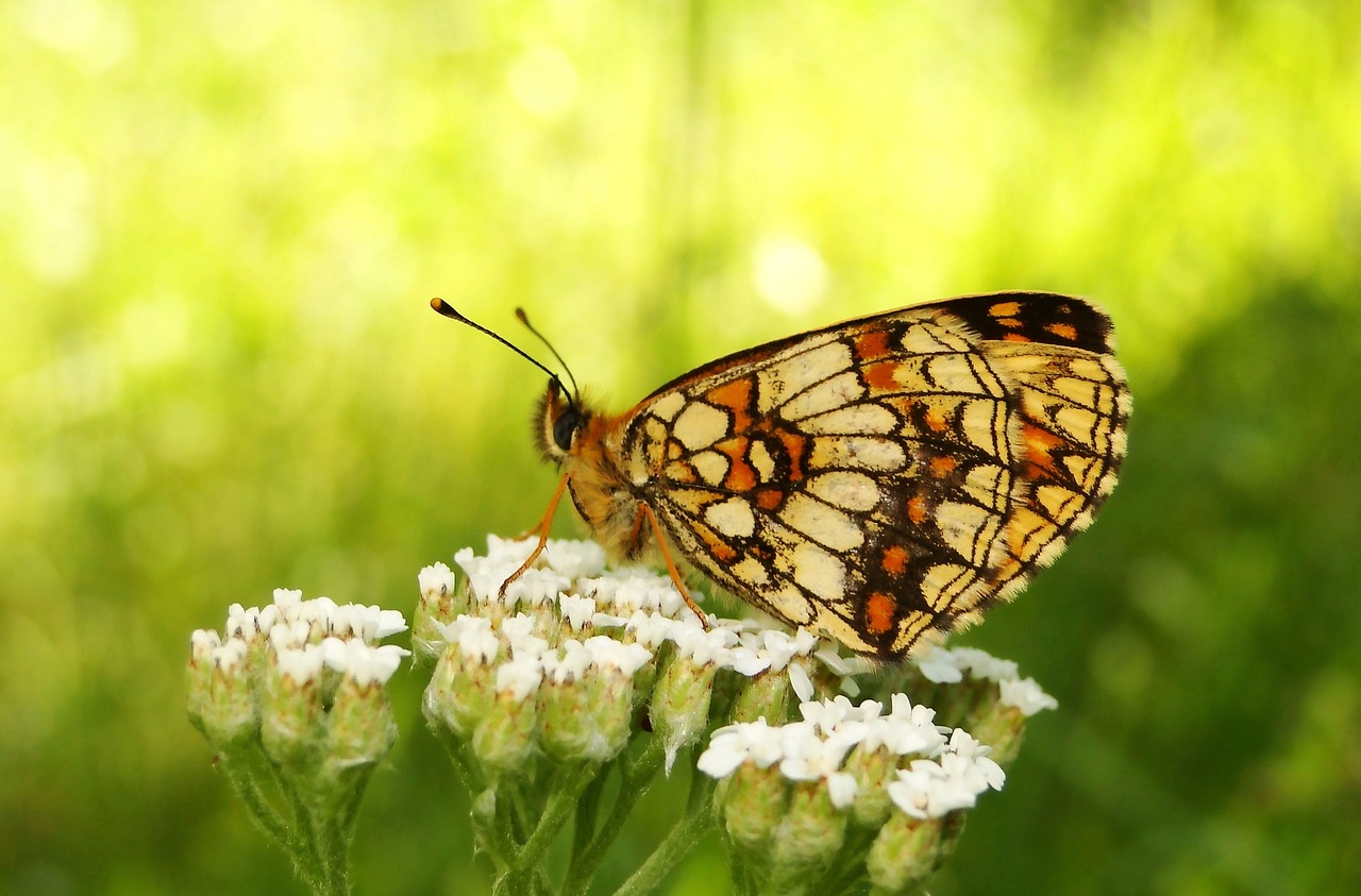 nature  butterfly day  insect free photo