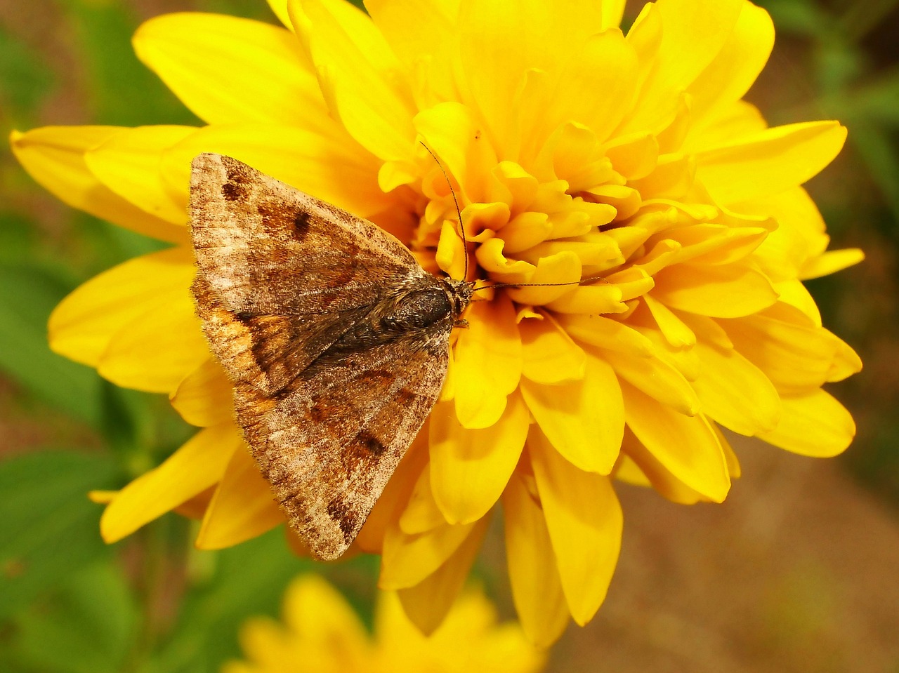 nature  insect  flower free photo