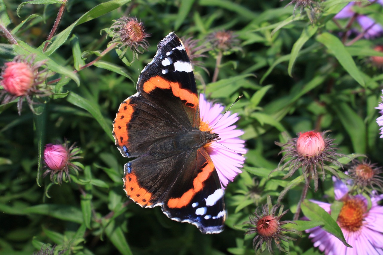 nature  butterfly day  insect free photo