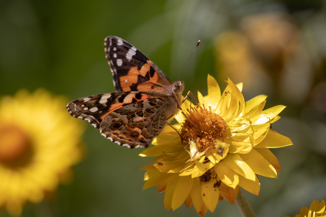 nature  flower  outdoors free photo