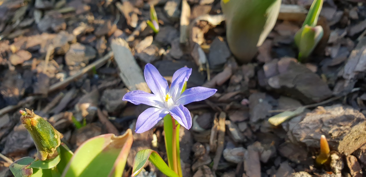 nature  flower  plant free photo