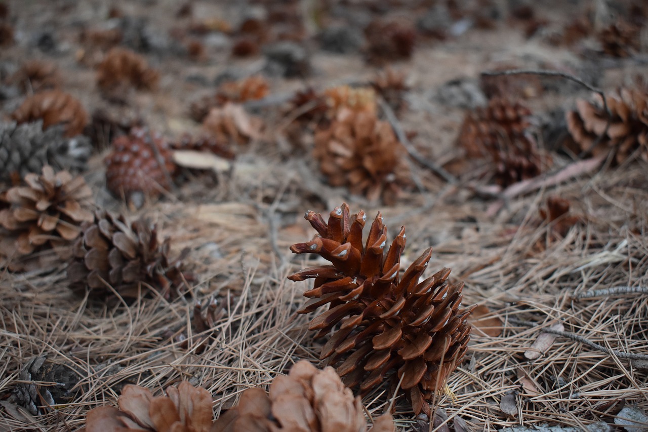 nature  closeup  desktop free photo