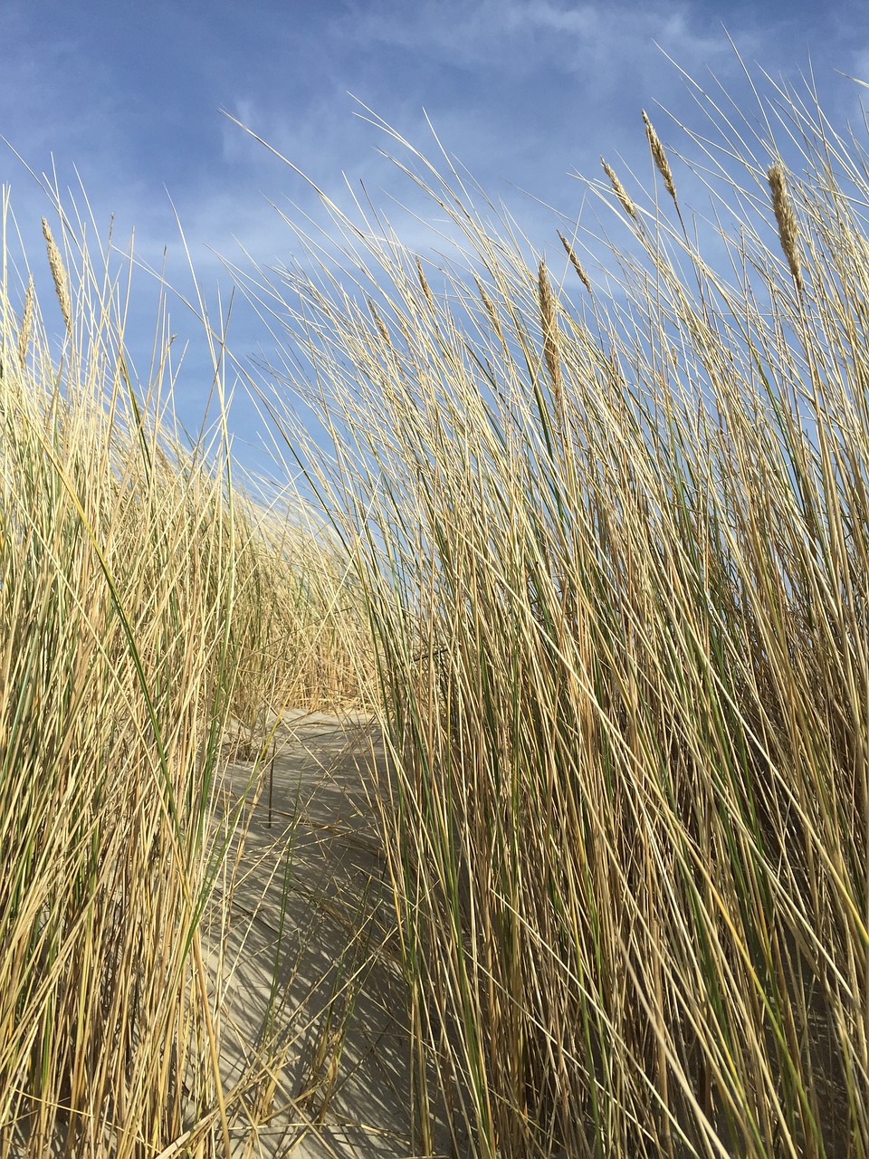 nature  field  straw free photo