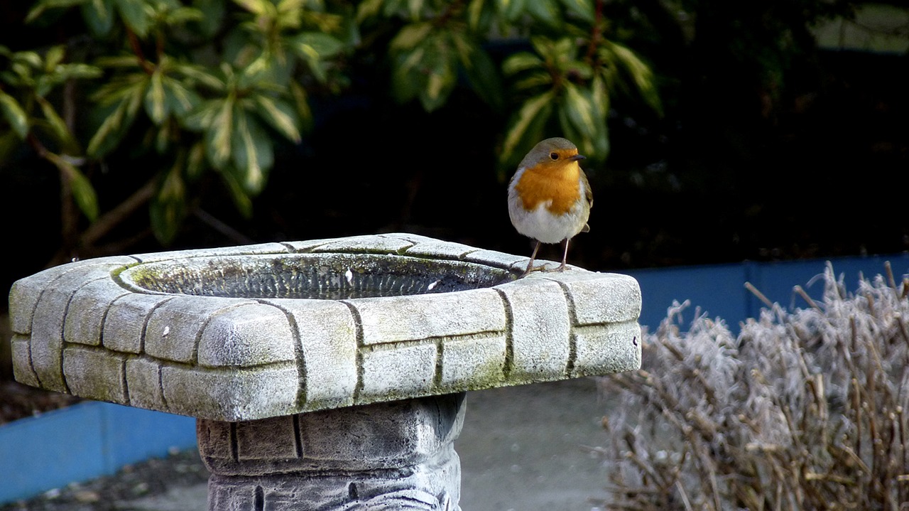 nature  garden  water free photo