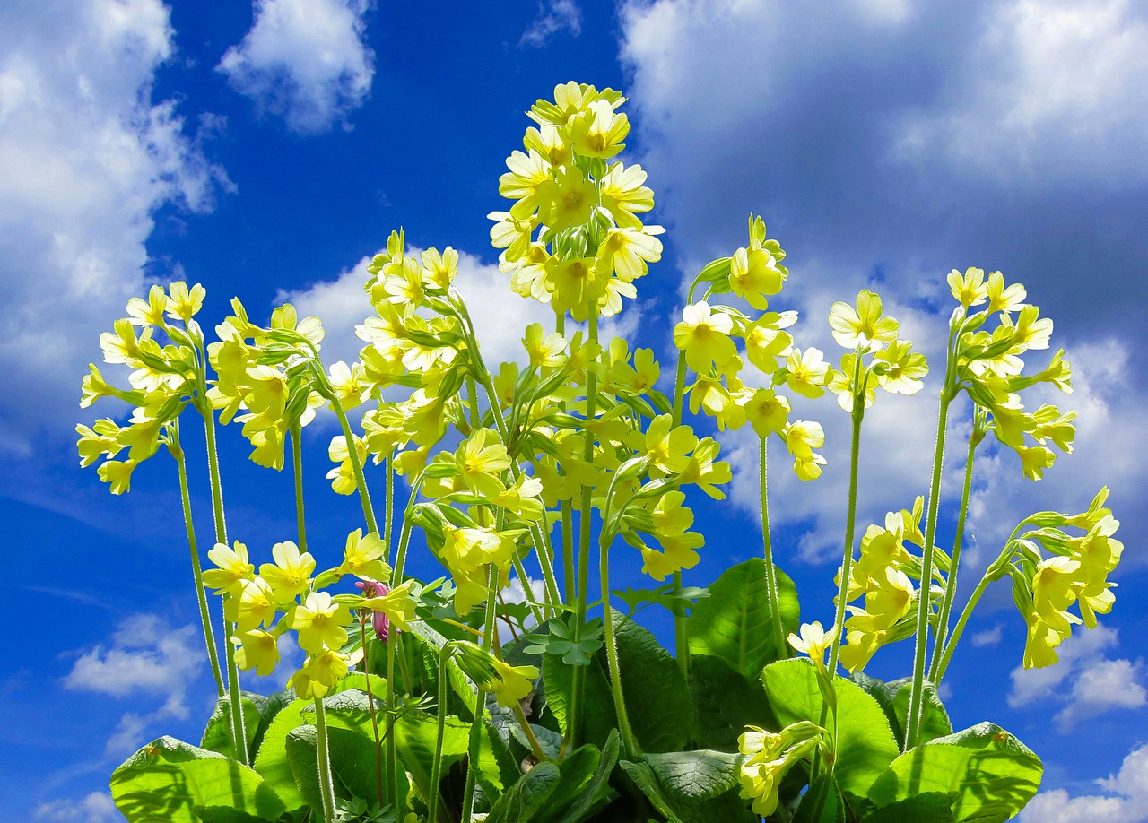 nature  flower  cowslip free photo