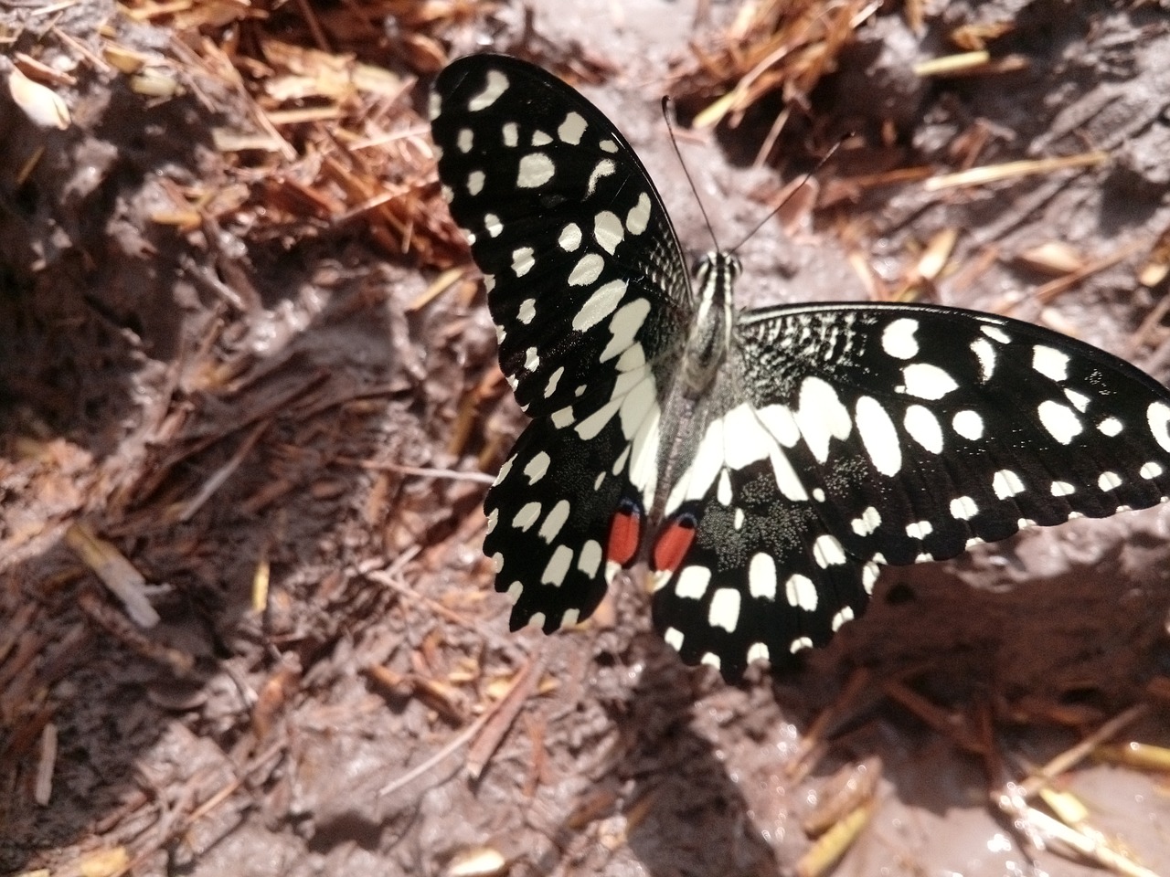 nature  butterfly  insect free photo