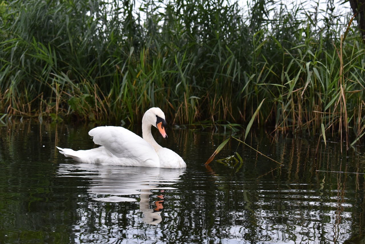 nature  monolithic part of the waters  lake free photo