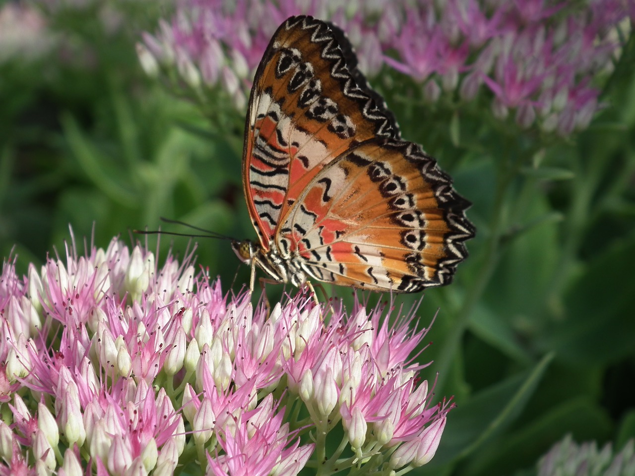 nature  insects  swallowtail free photo