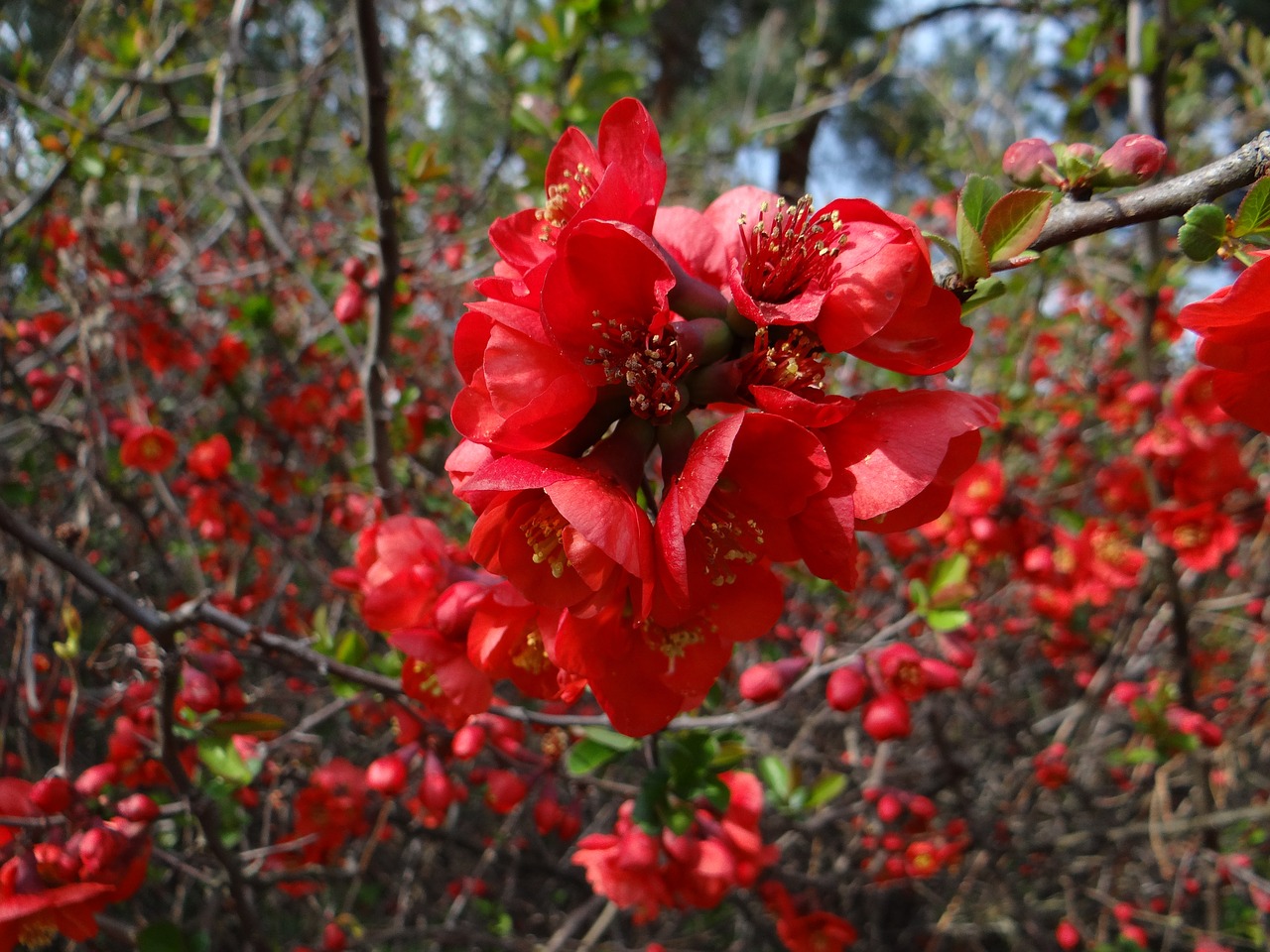 nature  bush  plant free photo