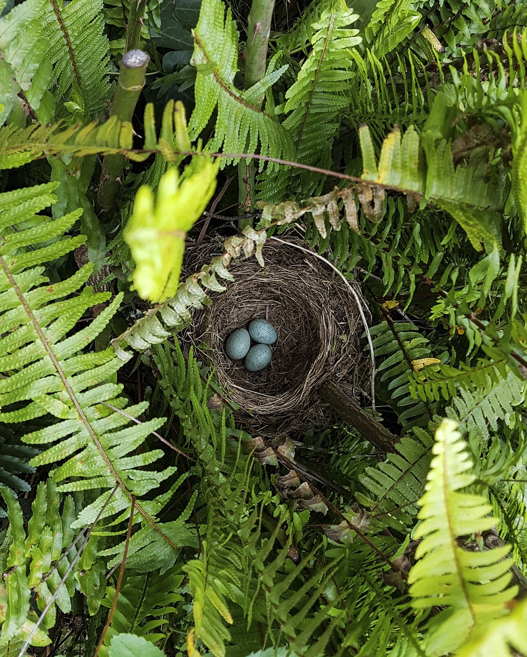 nature  fern  flora free photo