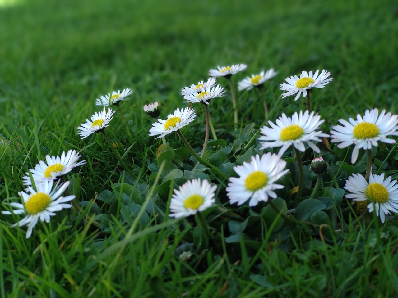 nature  grass  flower free photo