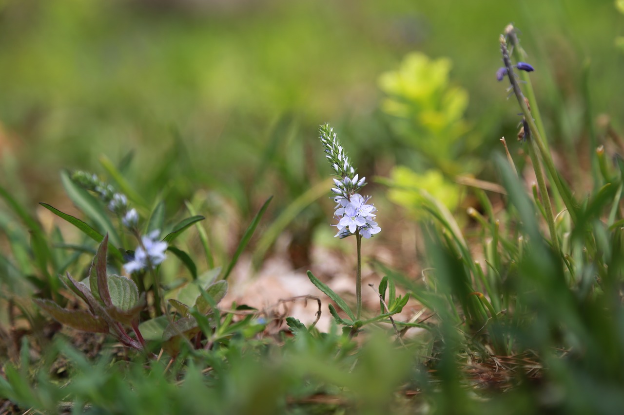 nature  plants  flowers free photo