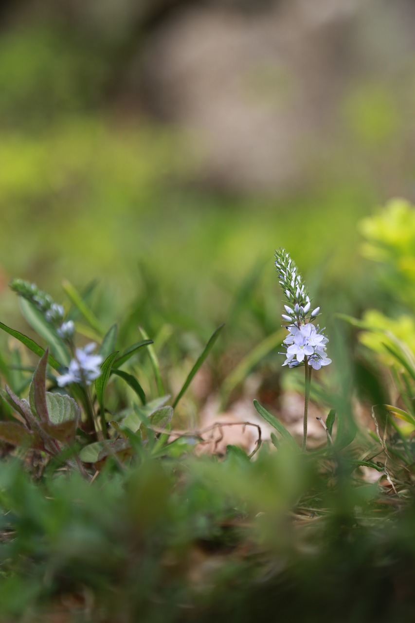 nature  plants  flowers free photo