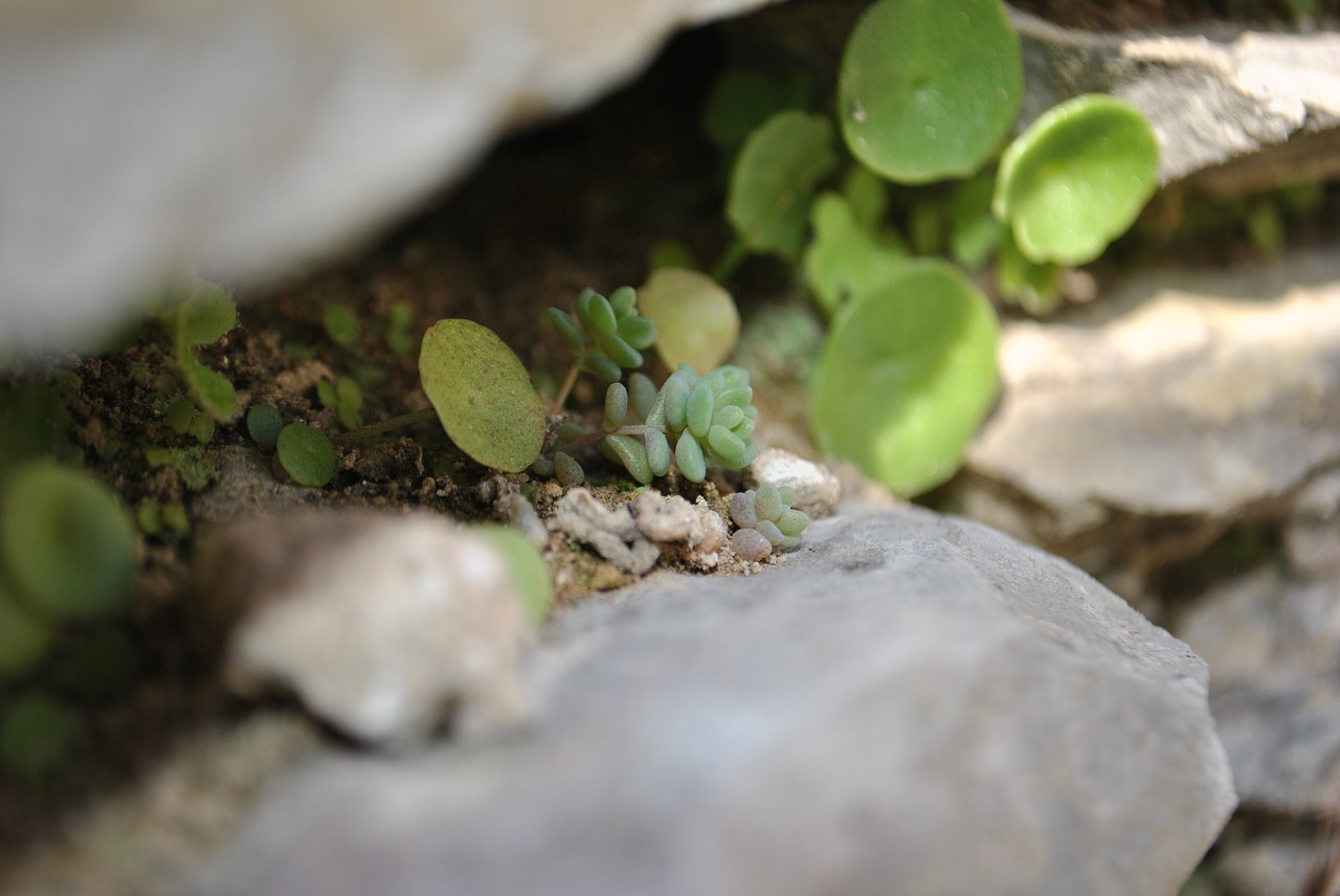 nature  plant  leaf free photo