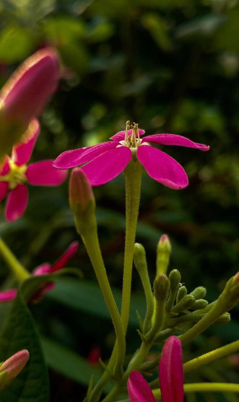 nature  flower  flora free photo