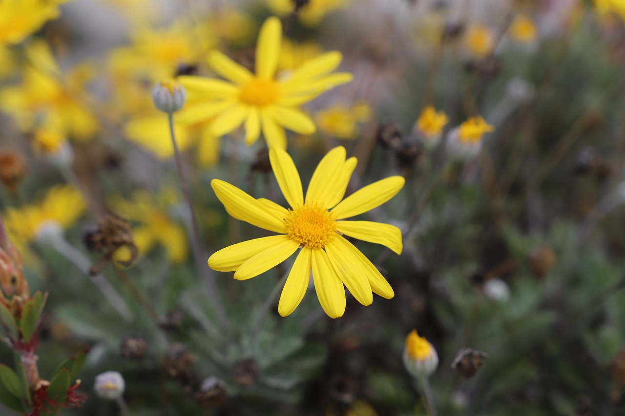 nature  plant  flower free photo