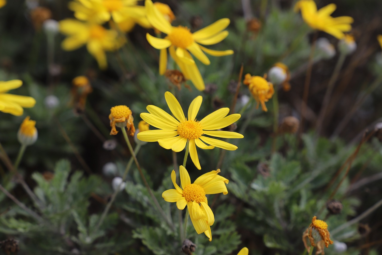 nature  flower  plant free photo