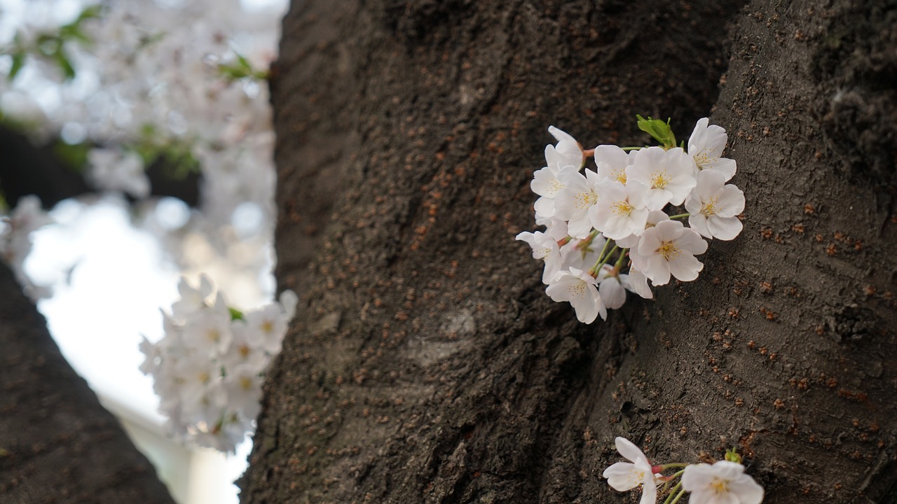 nature  flowers  wood free photo