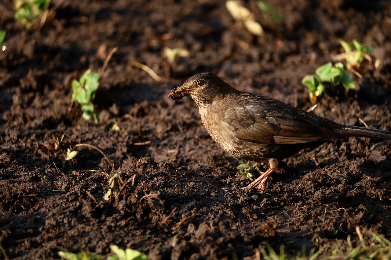 nature  animal world  bird free photo