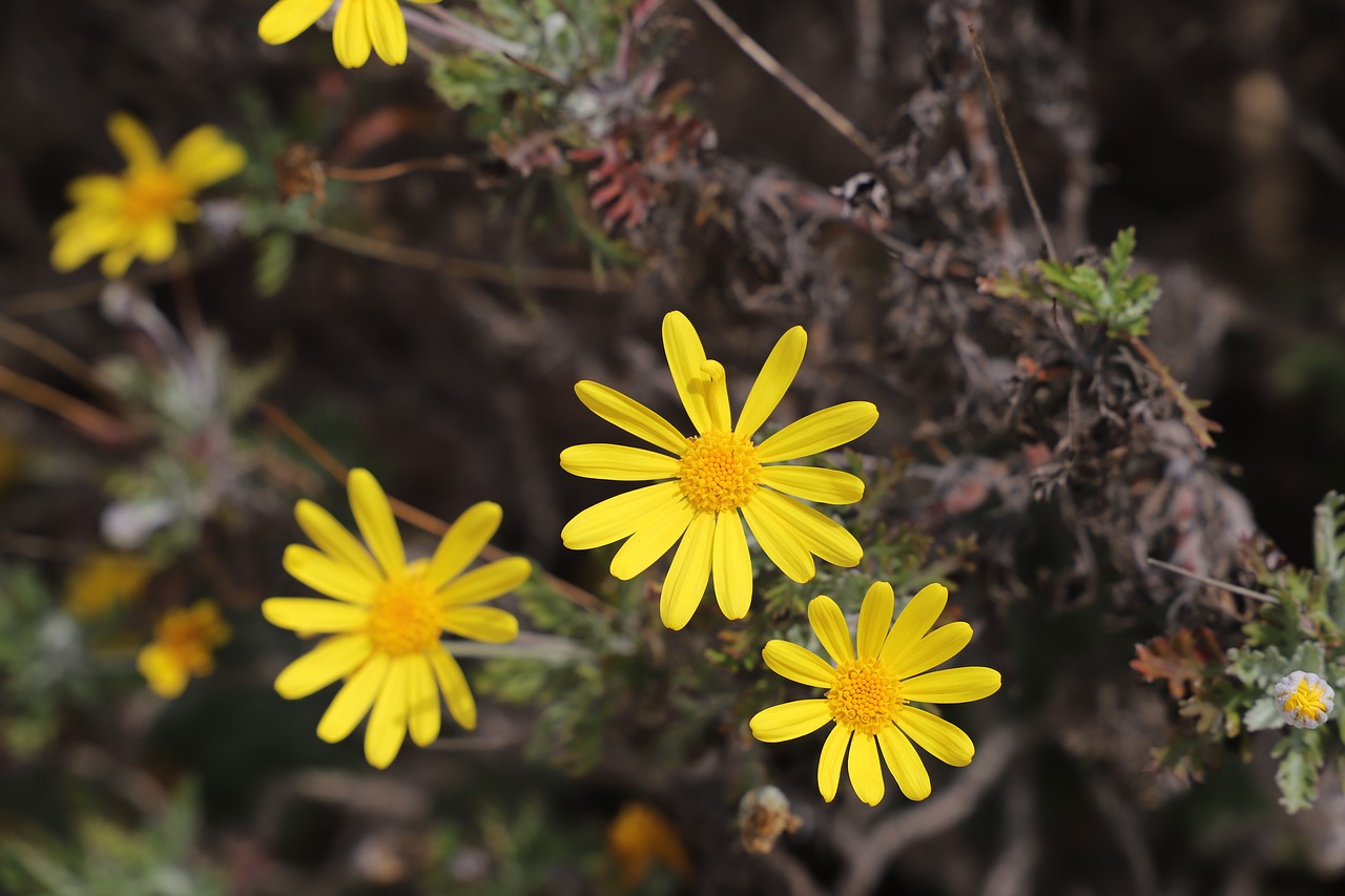 nature  flower  plant free photo