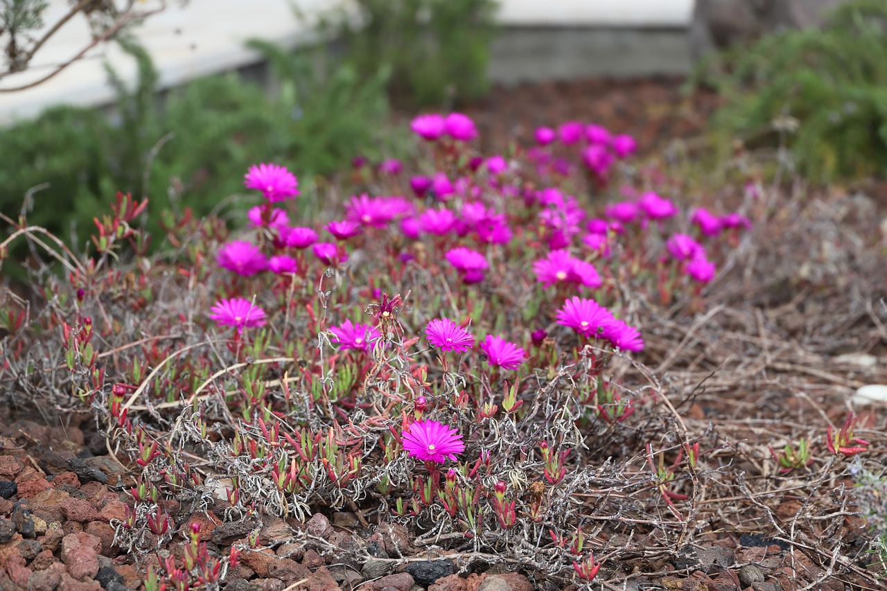 nature  plant  flower free photo