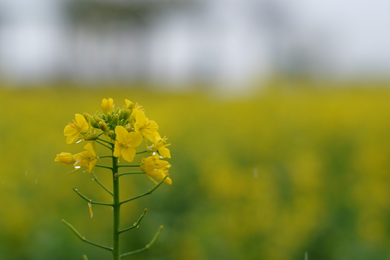 nature  flowers  s free photo