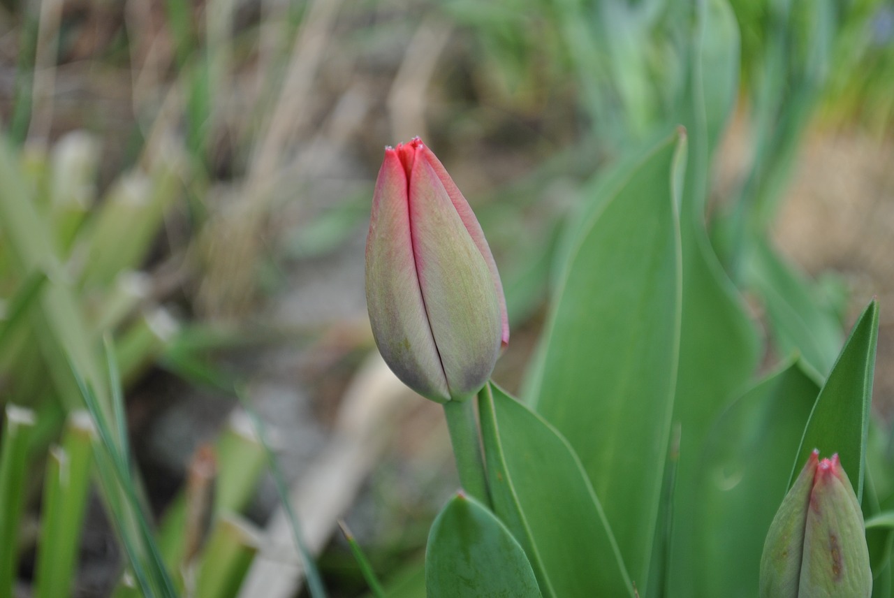 nature  plant  flower free photo