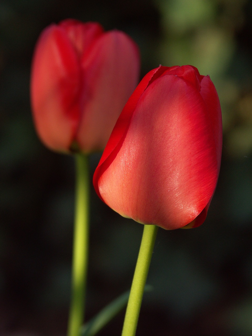 nature  tulip  plant free photo