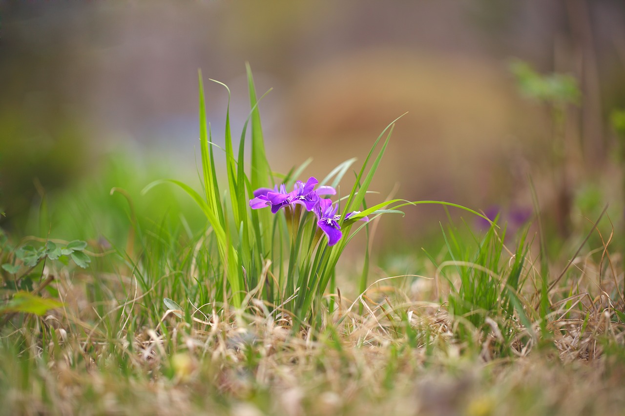 nature  grass  s free photo