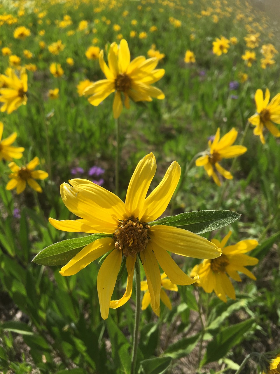 nature  flower  summer free photo