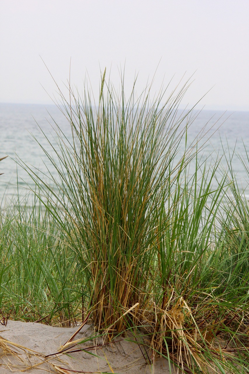 nature  grass  summer free photo