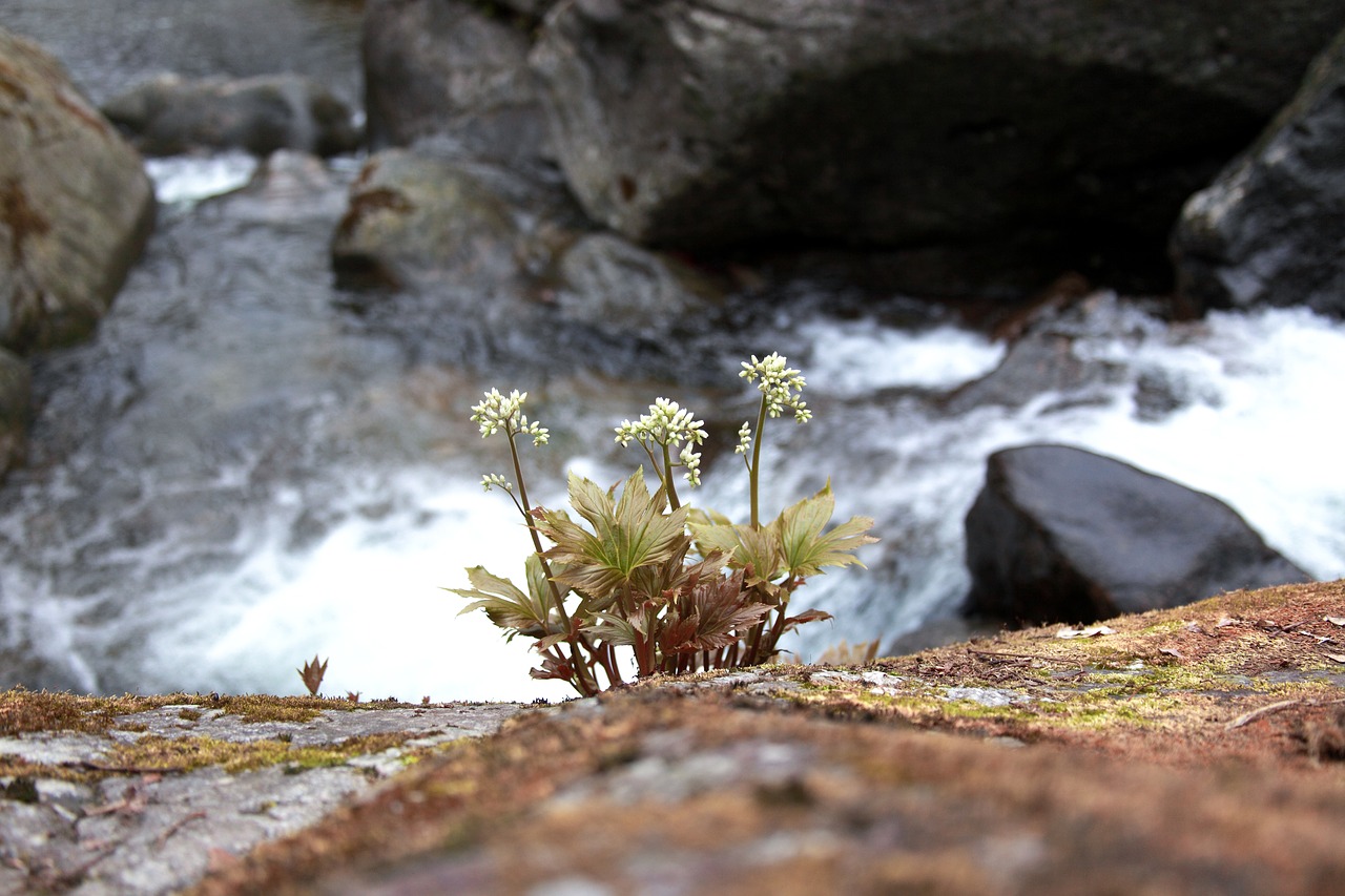 nature  stone leaves  wildflower free photo