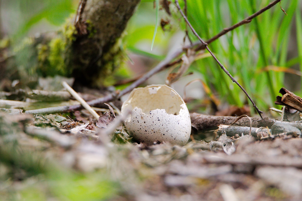 nature  wood  leaf free photo