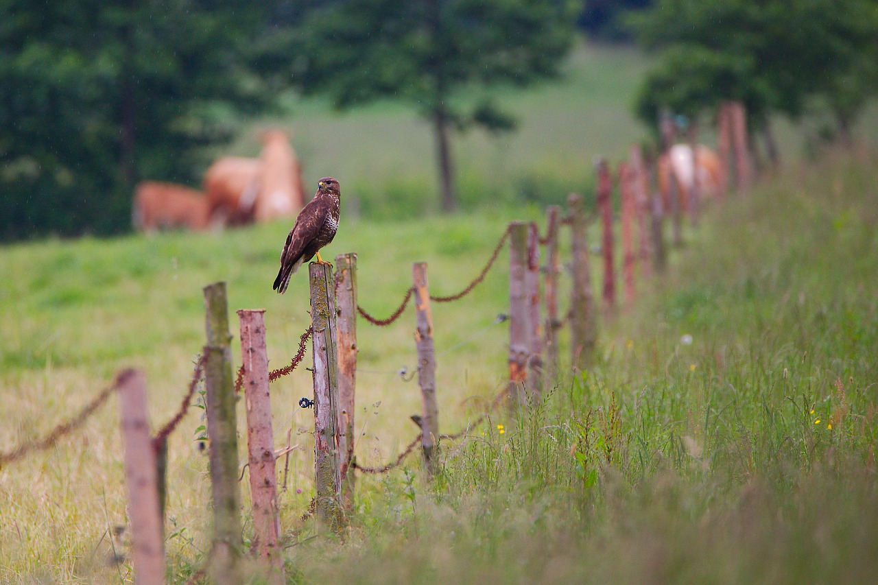 nature  grass  fence free photo