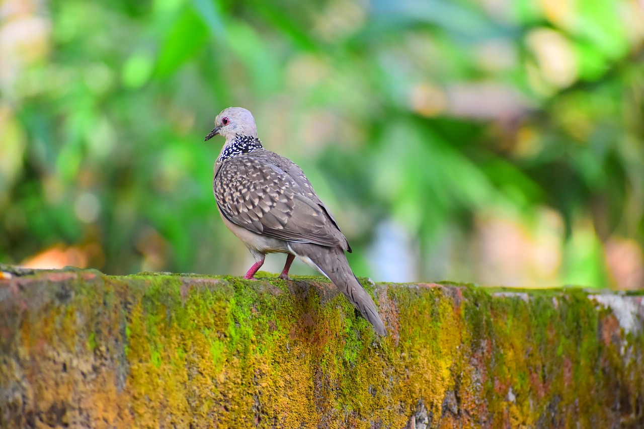 nature  bird  outdoors free photo