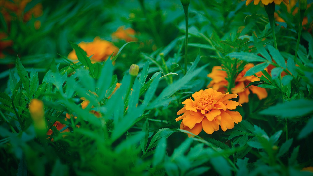 nature  leaf  plant free photo